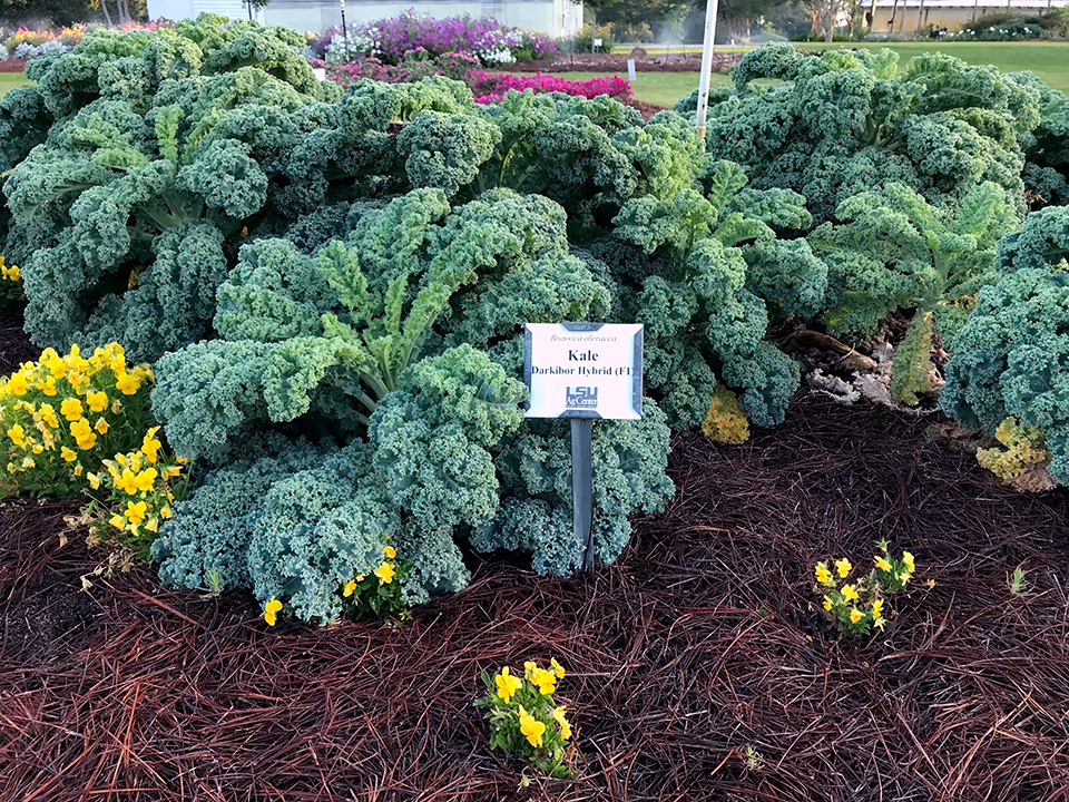 Several kale bushes sit in a landscape.